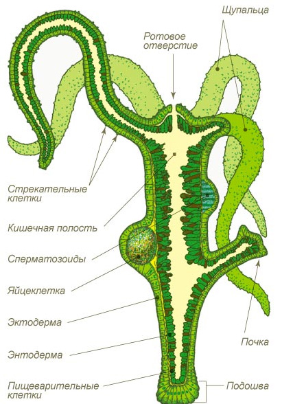 Зеркала омг